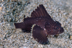 Orange-Banded Scorpionfish photo 1