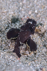 Orange-Banded Scorpionfish photo 2