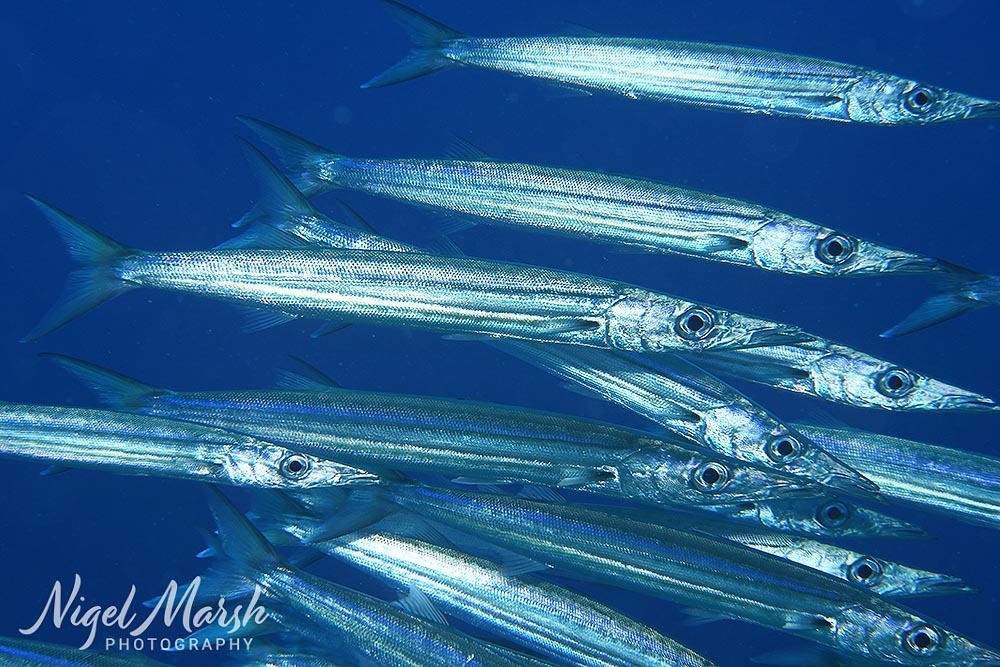 Heller's Barracuda
