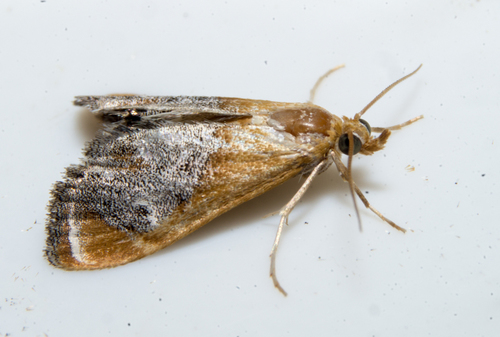 Sooty-winged Chalcoela Moth photo 3
