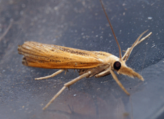 Thaumatopsis pexellus