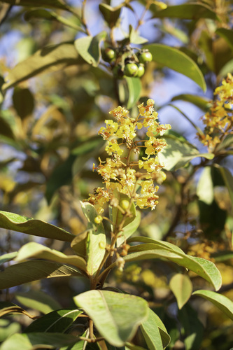 Byrsonima crassifolia