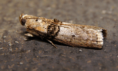 Tlascala reductella