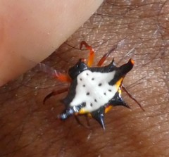 Gasteracantha crucigera