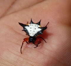 Gasteracantha crucigera