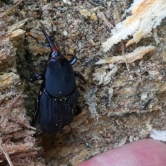 Rhynchophorus bilineatus