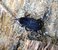 Rhynchophorus bilineatus