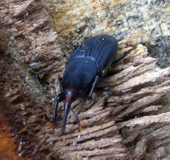 Rhynchophorus bilineatus