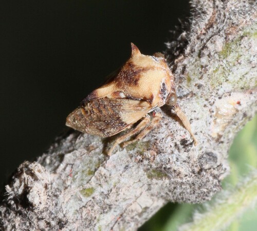 Tylocentrus quadricornis