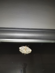 Conchylodes ovulalis