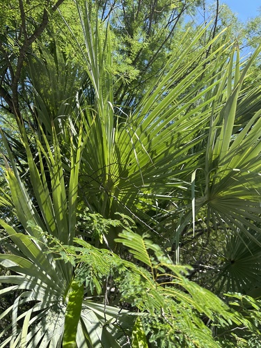 Brahea aculeata, photograph 2