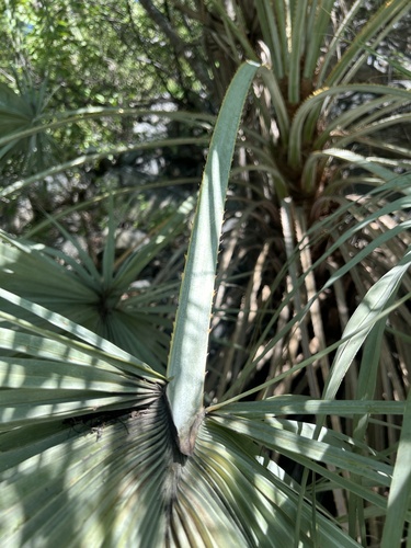Brahea aculeata