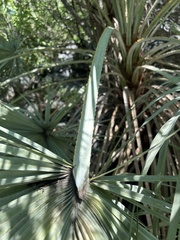 Brahea aculeata