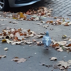 Columba livia domestica