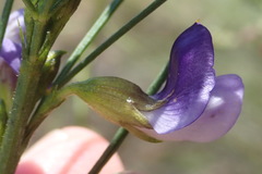 Psoralea diturnerae