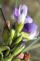 Psoralea diturnerae