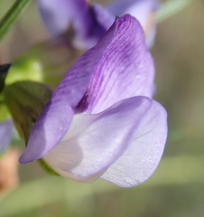 Psoralea diturnerae