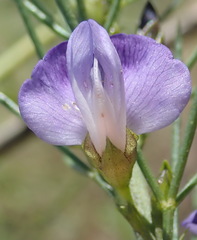Psoralea diturnerae