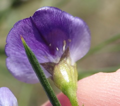 Psoralea diturnerae