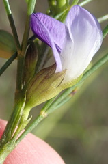 Psoralea diturnerae