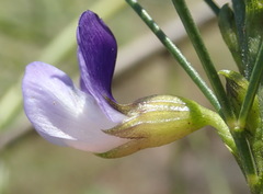 Psoralea diturnerae