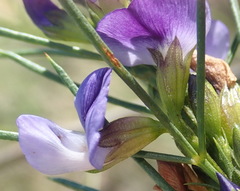 Psoralea diturnerae