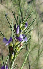 Psoralea diturnerae