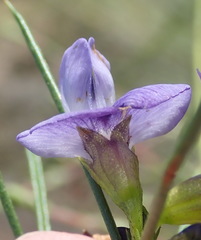 Psoralea diturnerae
