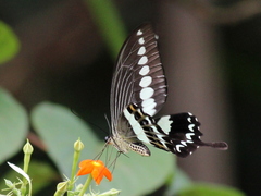 Papilio liomedon