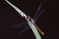 Archaeophlebia martini