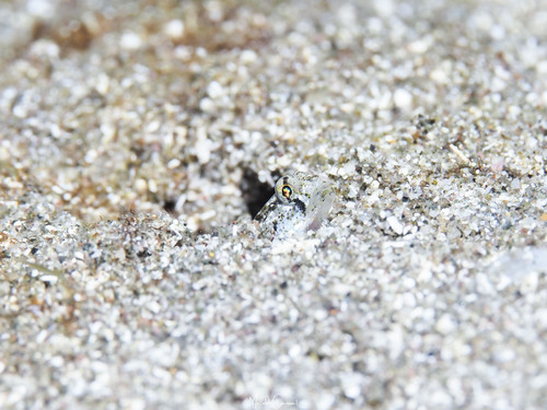 Comma goby (Ctenogobius saepepallens) — Gobiidae — 5