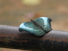 Dophla evelina
