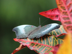 Dophla evelina