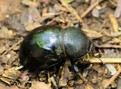 Ocnodes