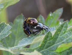 Chrysolina aurichalcea