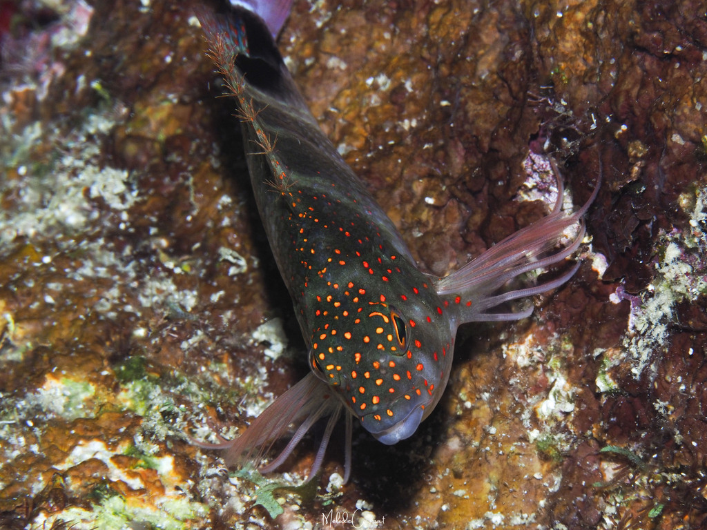Photo of Red Spotted Hawkfish (Amblycirrhitus pinos)