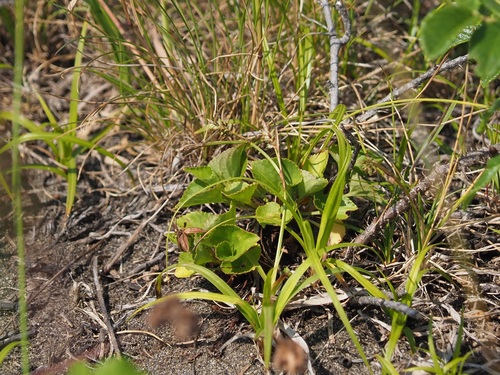 Viola grayi iNat (1)