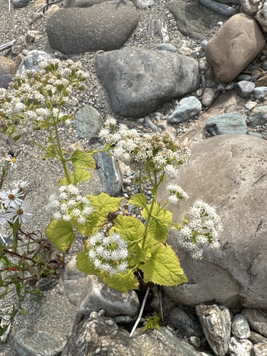 white snakeroot