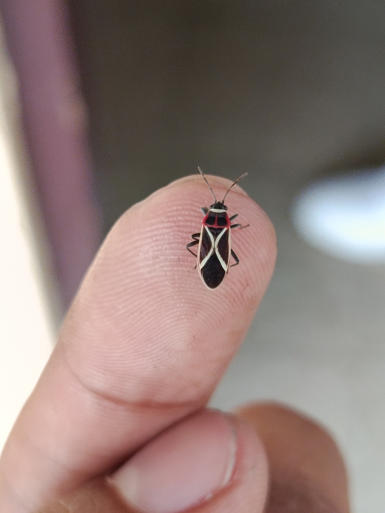 Ochrostomus brasiliensis