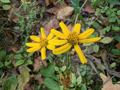 Alabama Warbonnet (Jamesianthus alabamensis)
