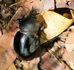 Ocnodes