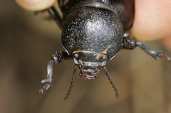 Ocnodes