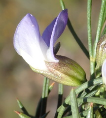 Psoralea sordida
