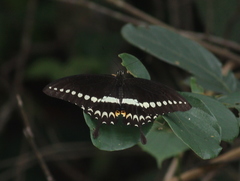 Papilio liomedon