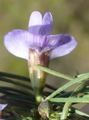 Psoralea sordida