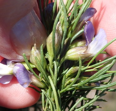 Psoralea sordida