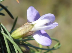 Psoralea sordida