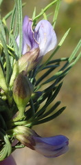 Psoralea sordida