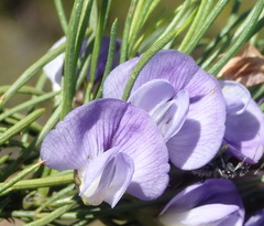 Psoralea sordida