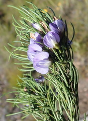 Psoralea sordida